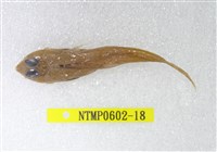 藏品(絲鰭斜棘(魚銜))的圖片